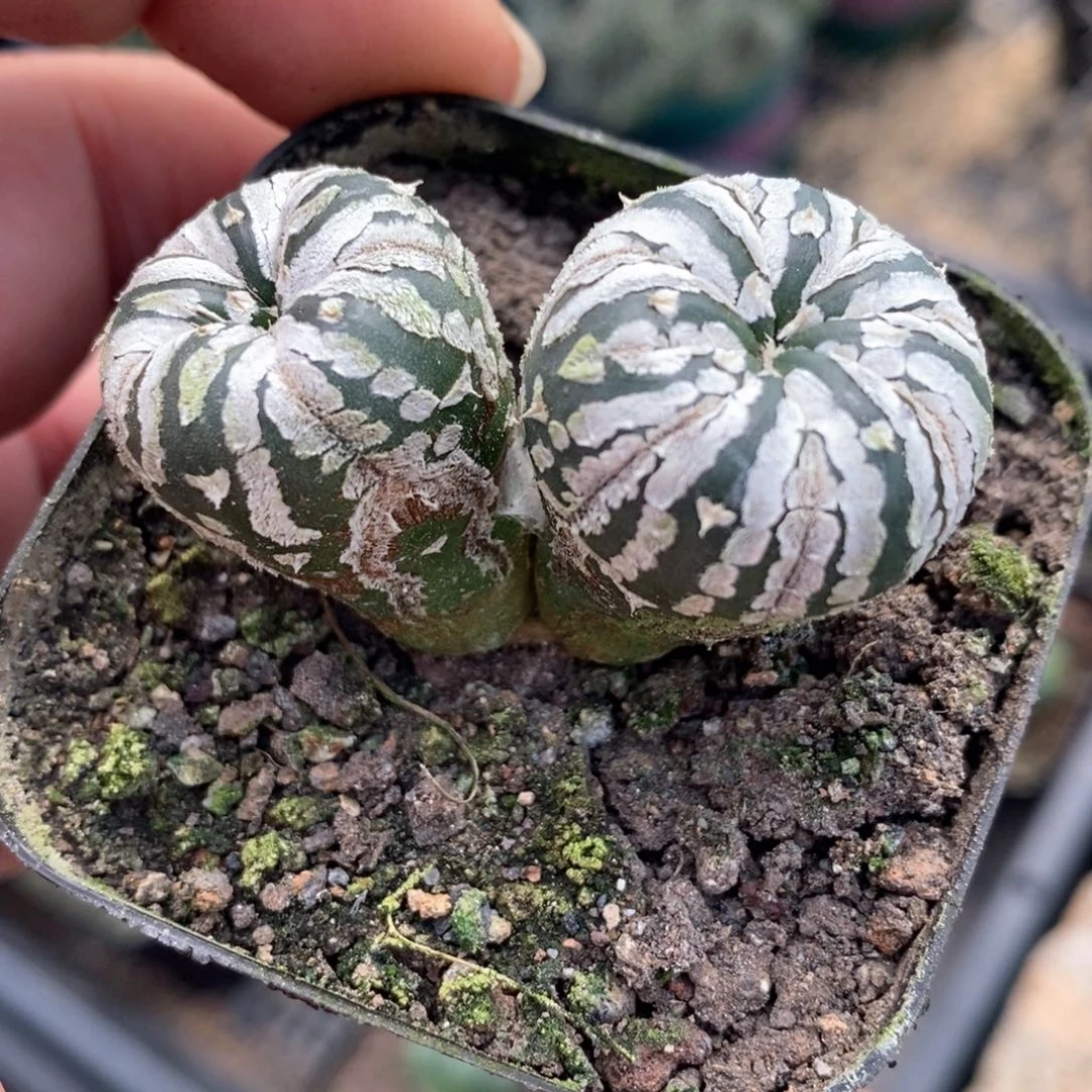 孤品实生双头特浓白兜底部老化