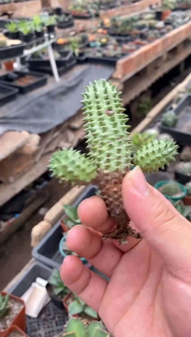 【闪购商品】孤品自根海胆大戟带2仔（会掉侧芽）