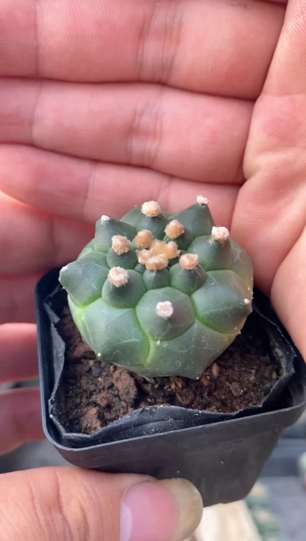 【闪购商品】量拍实生精品角尤兜，3cm裸根随机发单颗