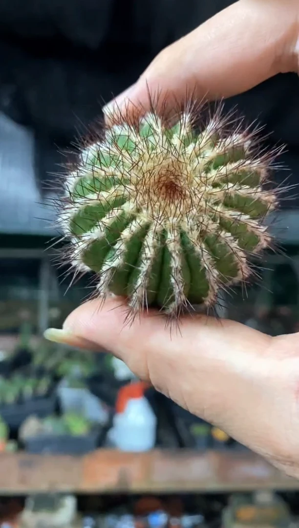 【闪购商品】量拍无根尤伯球侧芽，4cm瑕疵随机发单颗