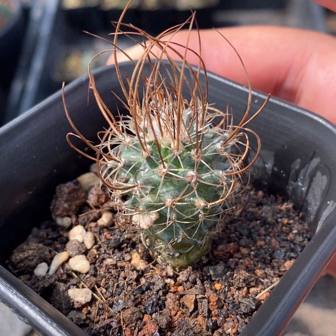 孤品实生草刺娇丽1号