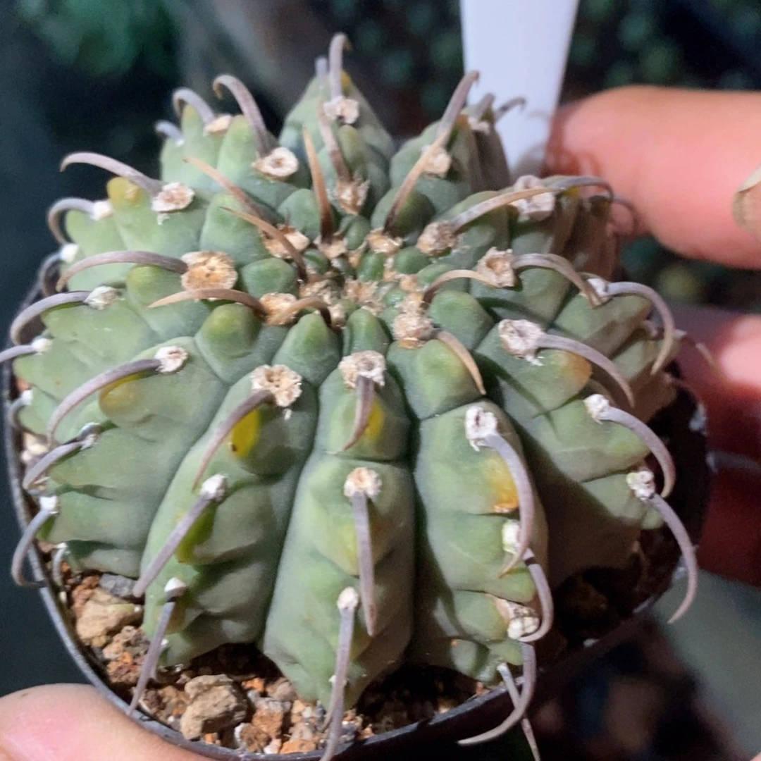 孤品实生福利裸鄂33号