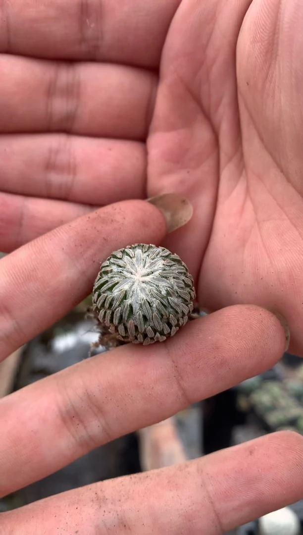 【闪购商品】量拍自根精巧丸单颗(2cm裸根随机发)丸