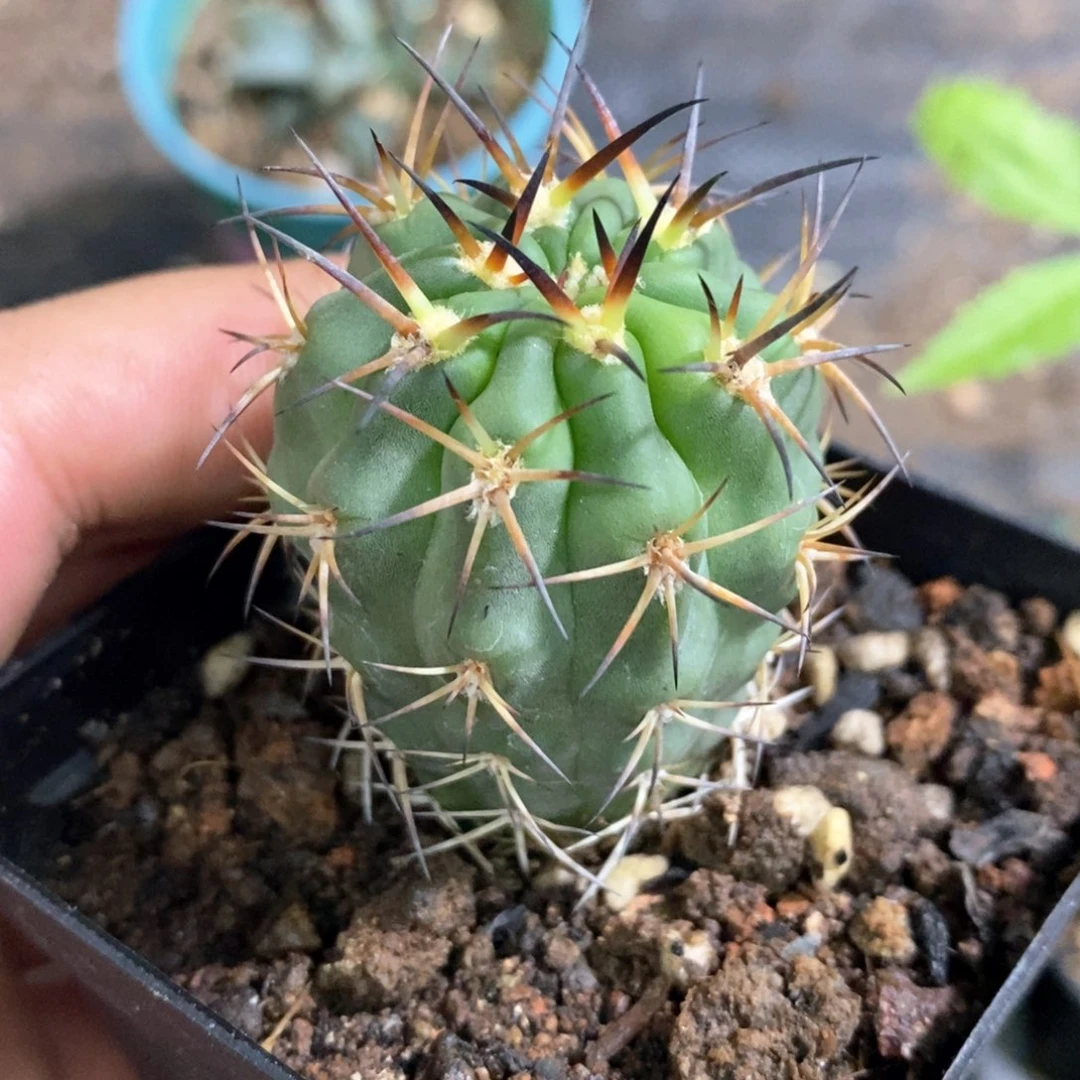 孤品实生龙爪阿寒玉3.5cm