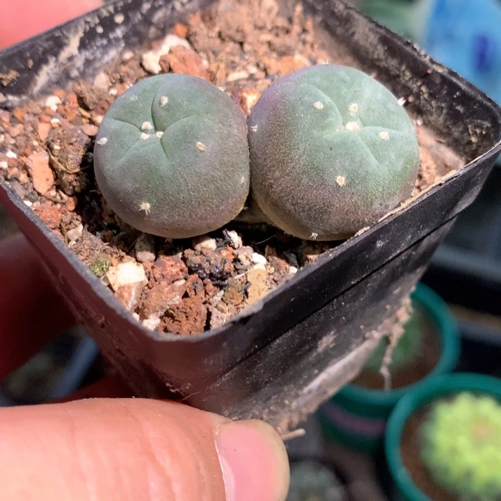 孤品实生紫肌双头乌