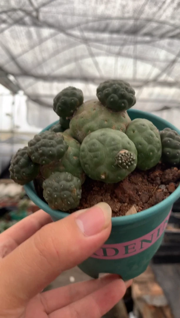 【闪购商品】量拍自根大型足球团扇群,9cm裸根发单颗