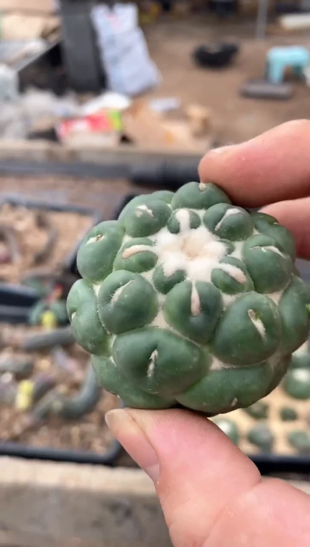 【闪购商品】量拍小牙根无刺象芽,5.5cm随机发单颗