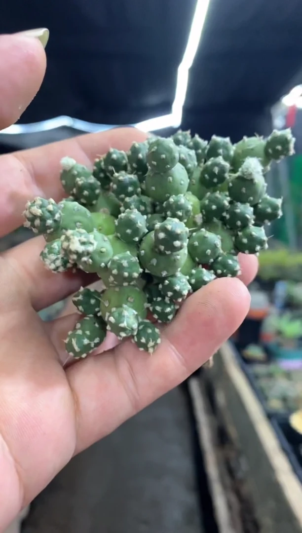 【闪购商品】量拍自根罗西安娜团扇群（裸根随机发）单颗