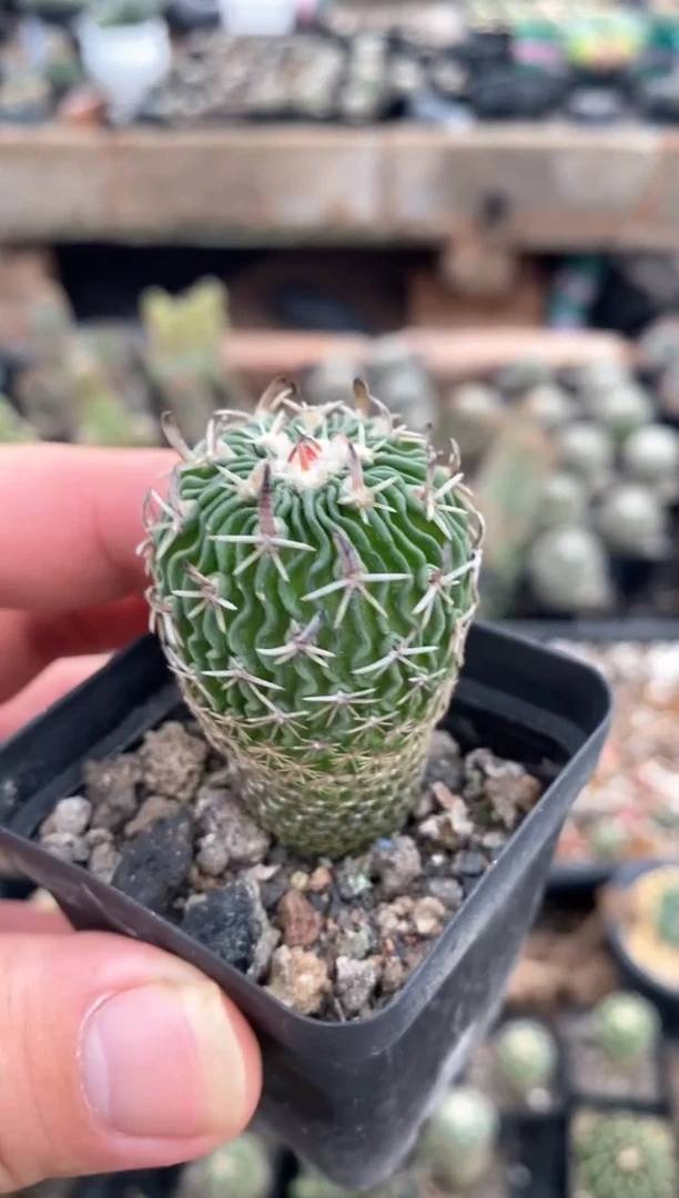 【闪购商品】量拍实生太刀岚(裸根随机发)单颗