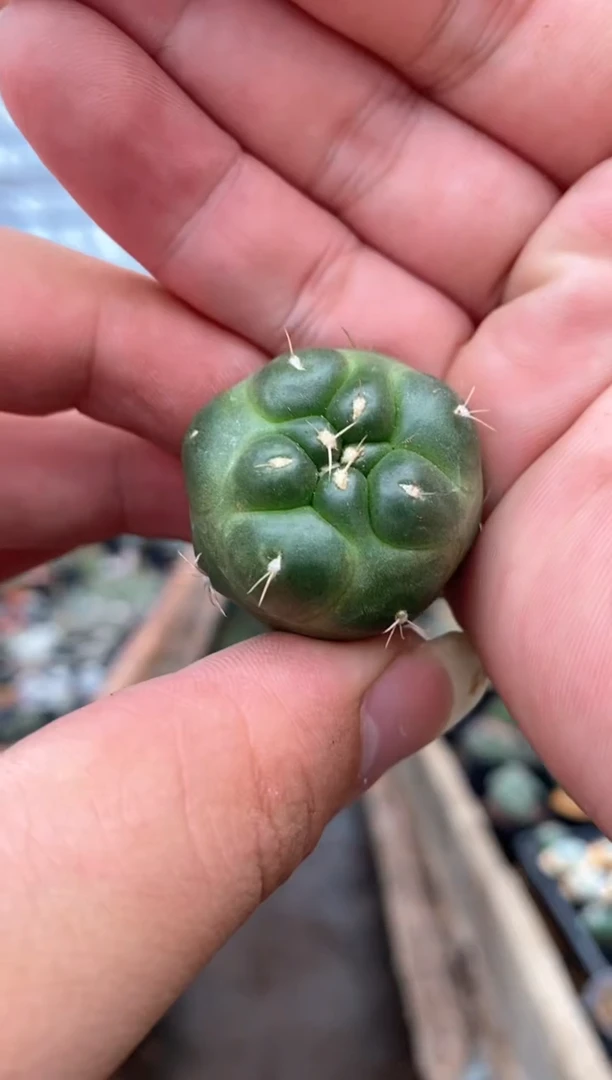 【闪购商品】量拍自根无刺象芽，2cm起裸根随机发单颗