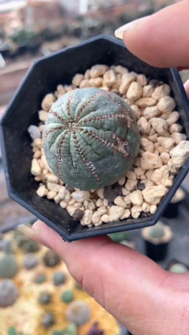【闪购商品】量拍自根布纹球单颗（3cm裸根随机发）斑