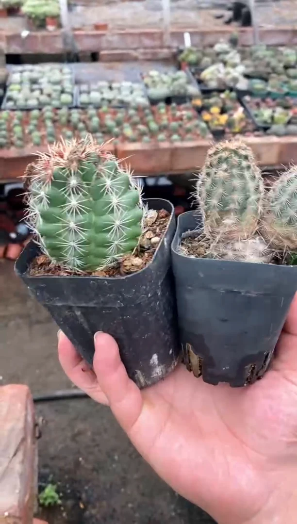 【闪购商品】量拍统墨组合（裸根发）