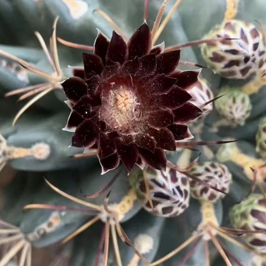 黑色花仙人球黑罗剎 简单好养4-5公分一颗