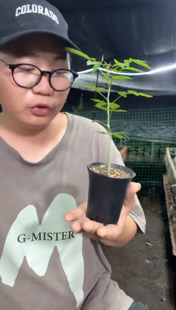 【闪购商品】量拍实生芳香橄榄（裸根随机发）单颗