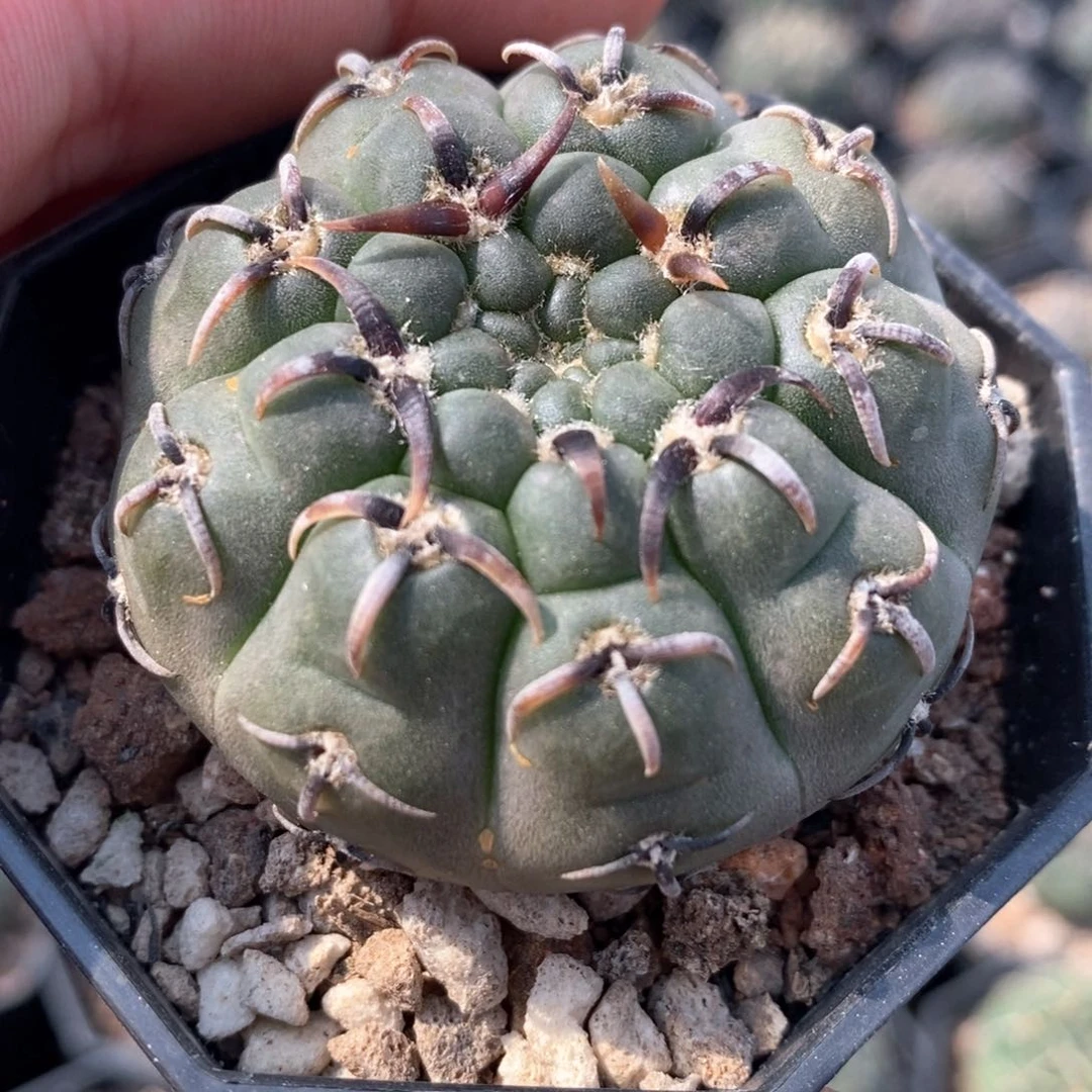 孤品实生优选裸鄂8号