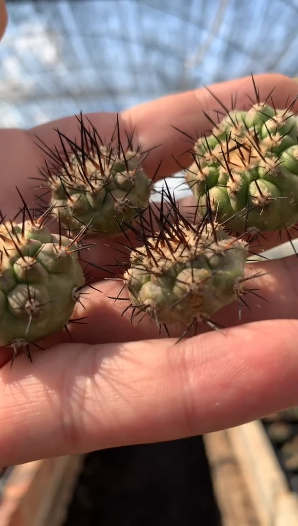【闪购商品】量拍无根黑王丸侧芽单颗，2cm左右瑕疵