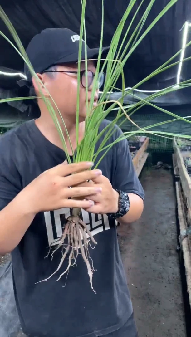 【闪购商品】量拍实生稻草人（裸根随机发）单颗