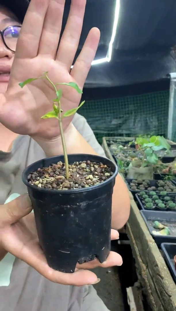 【闪购商品】量拍实生怀特没药橄榄(裸根随机发)单颗