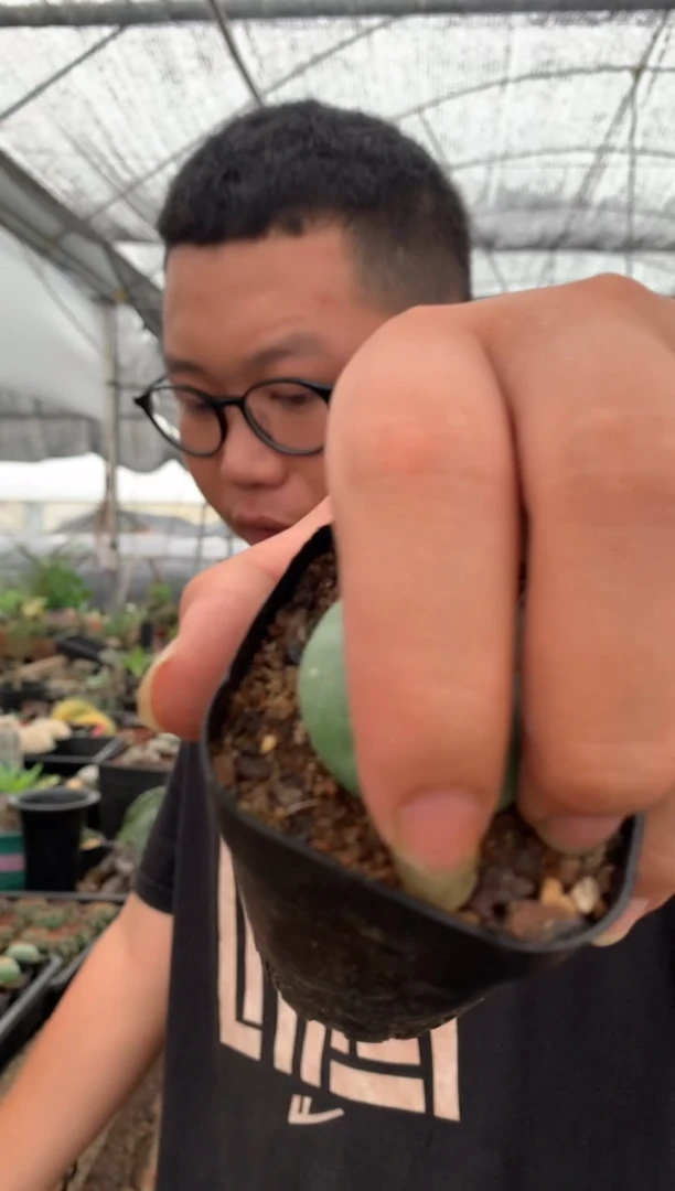 【闪购商品】量拍实生单头草球（3cm裸根随机发）单颗