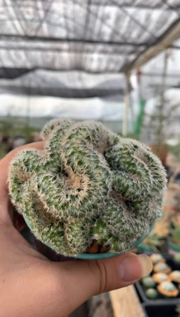 【闪购商品】量拍自根嘉文丸缀化(6cm起随机发)单颗