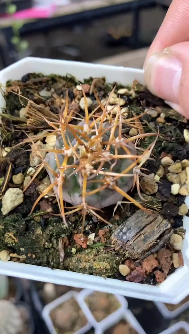 【闪购商品】孤品实生守金魔天龙（裸根发）8号