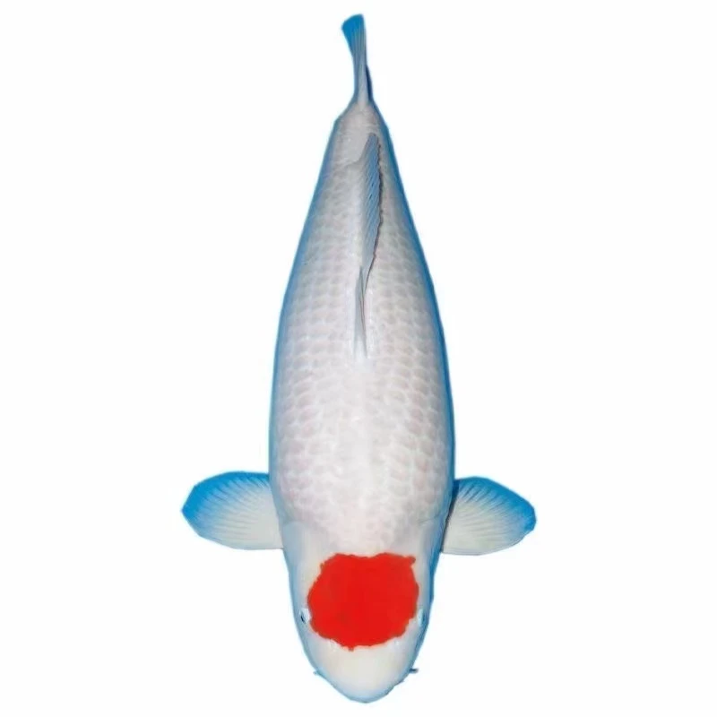 ②精品纯种活体进口水族血统锦鲤鱼