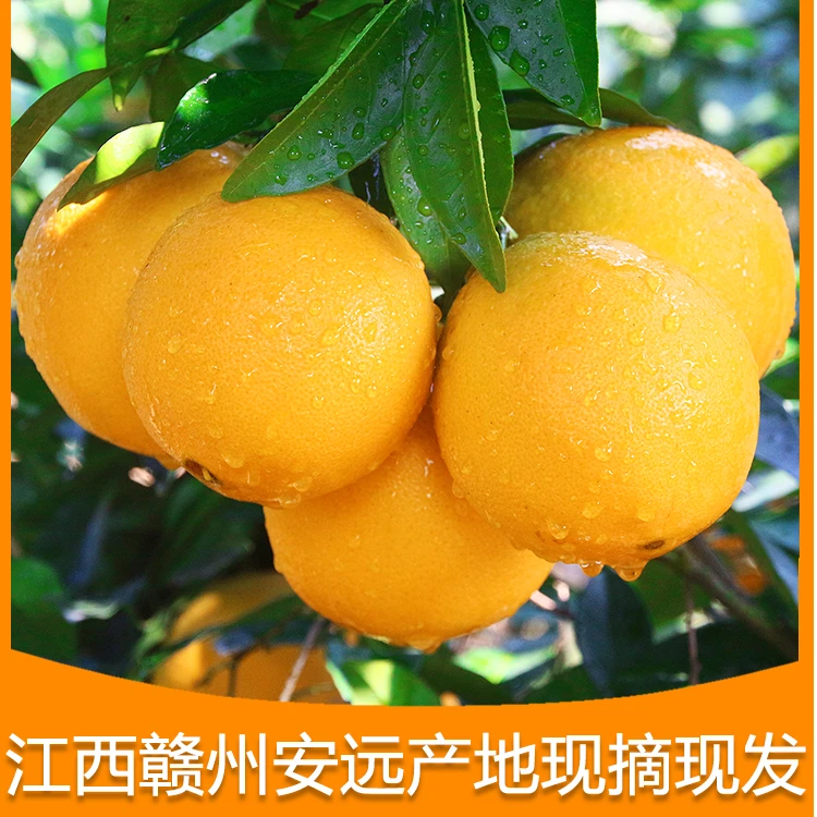 【老秦专属 】正宗赣南脐橙新鲜现摘 安远产地直发汁水饱满当季水果