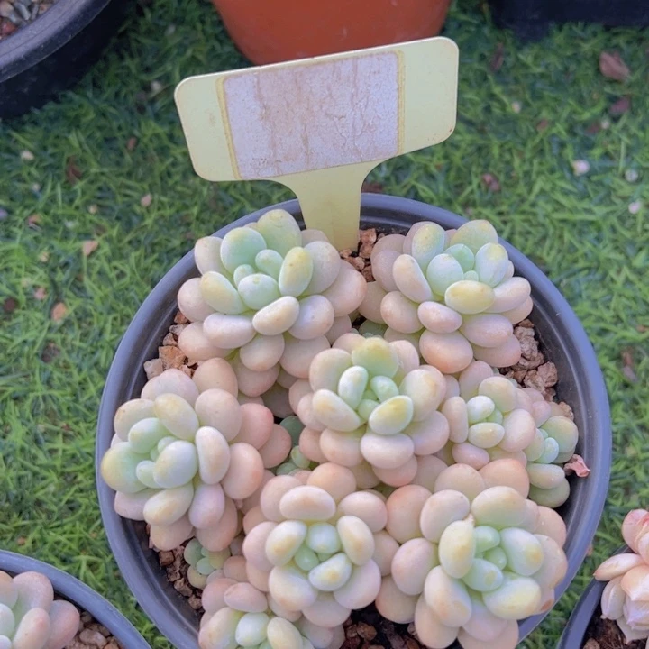 健健康康平平安安