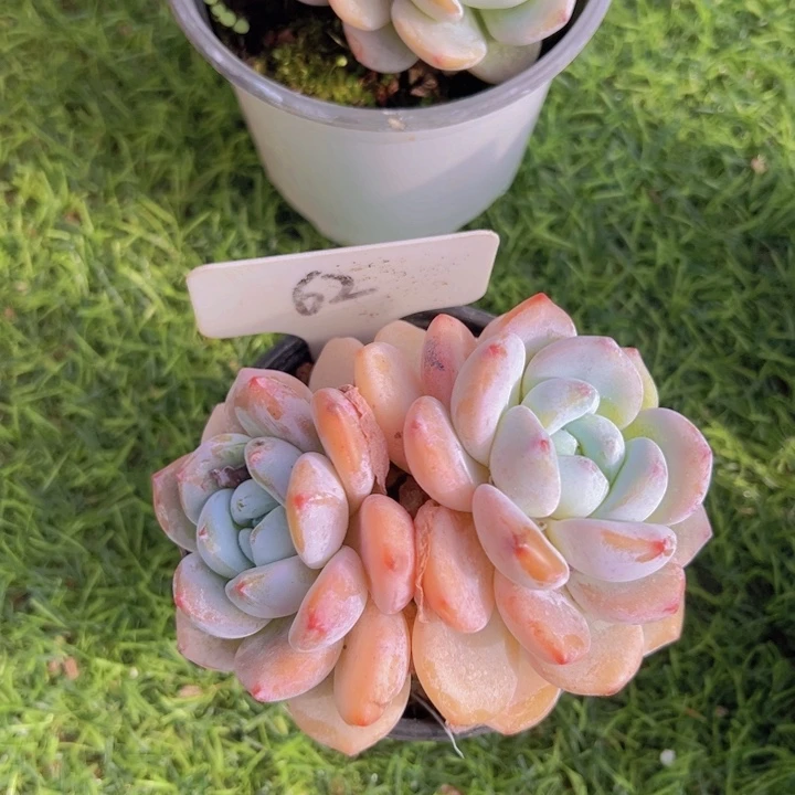 健健康康平平安安