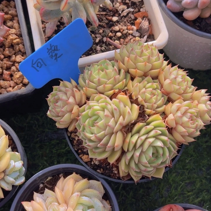 健健康康平平安安