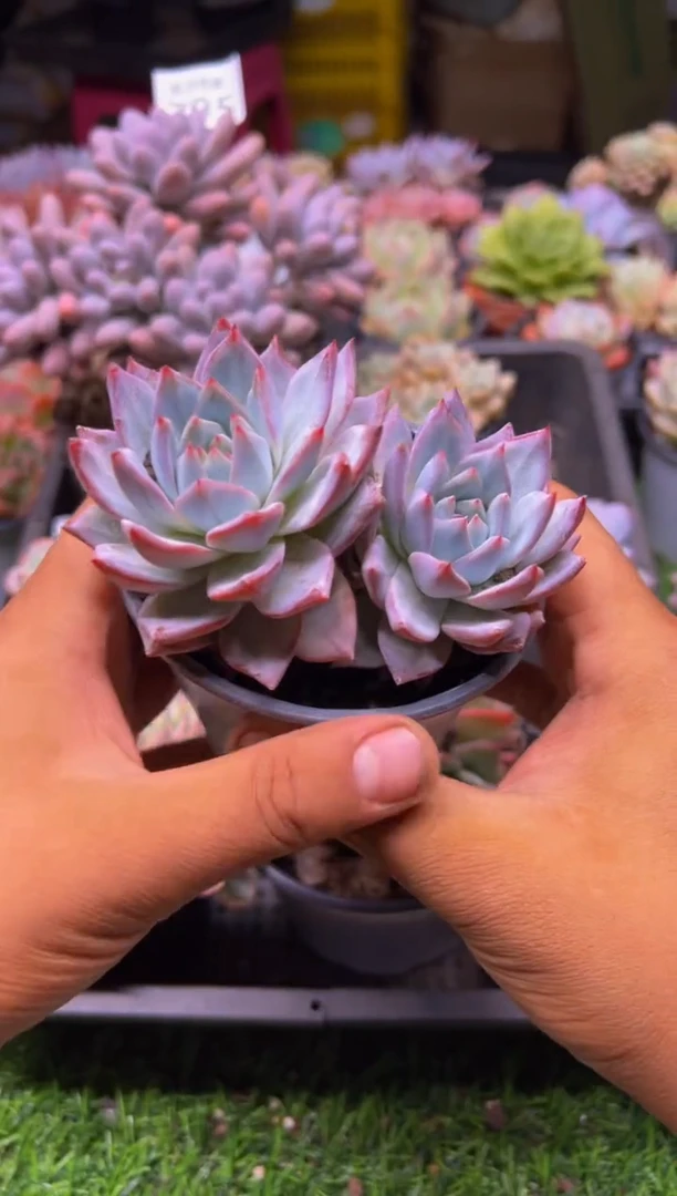 【闪购商品】多肉植物803