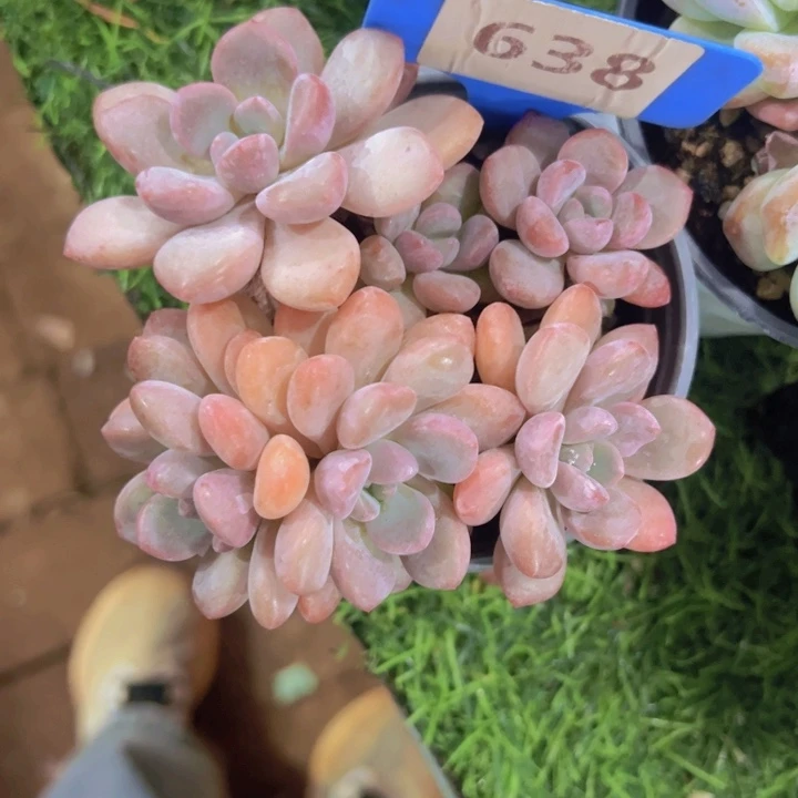 健健康康平平安安