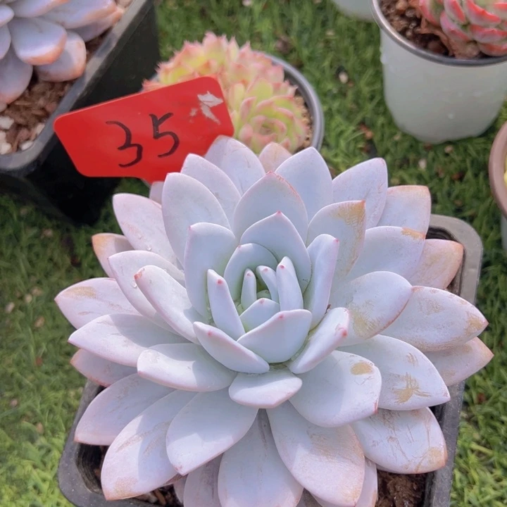 健健康康平平安安