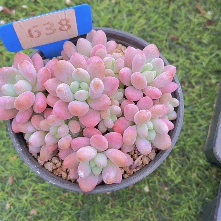 健健康康平平安安