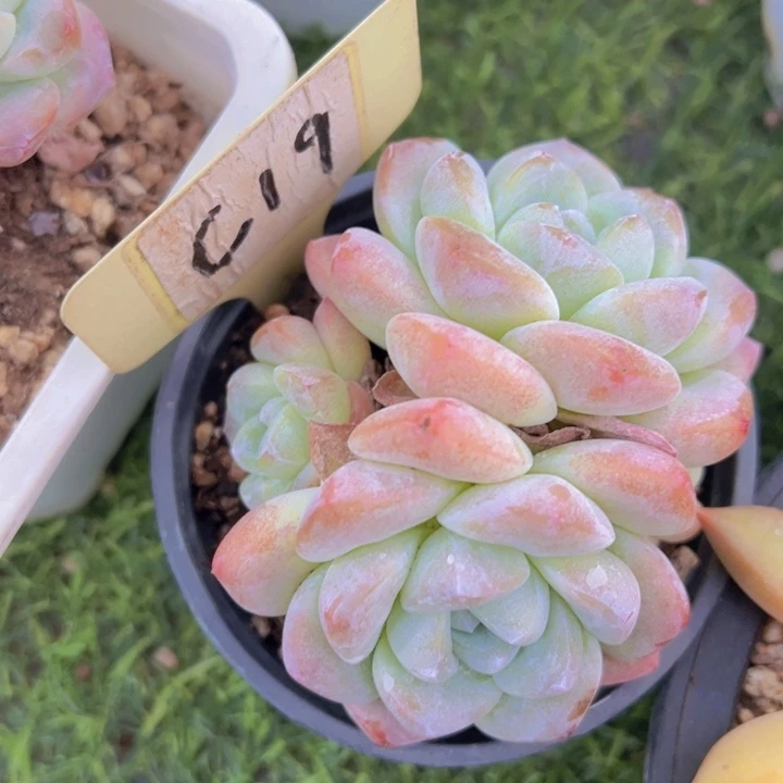 健健康康平平安安