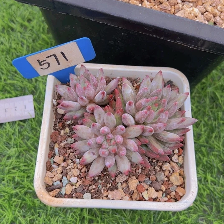 龙**饰洛可可的多肉植物