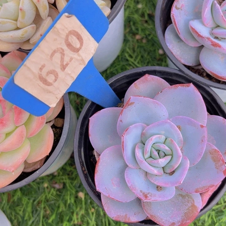 健健康康平平安安