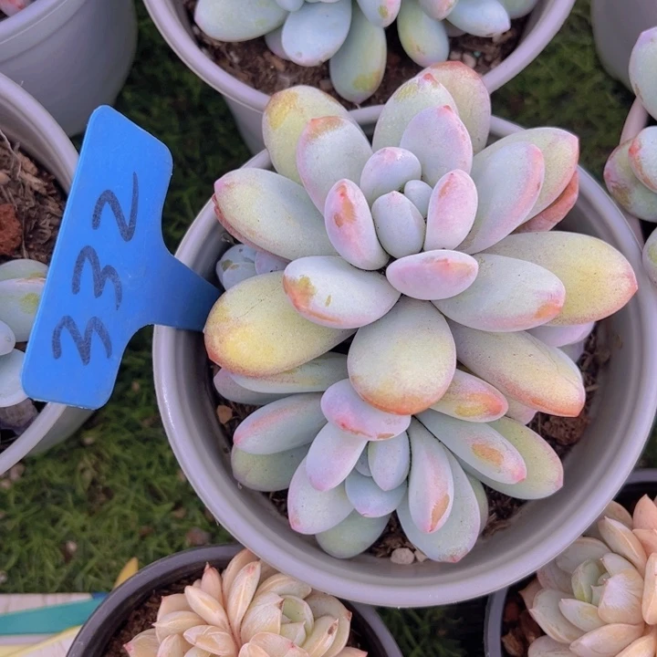 健健康康平平安安