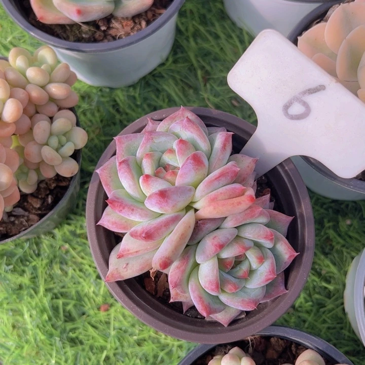 健健康康平平安安