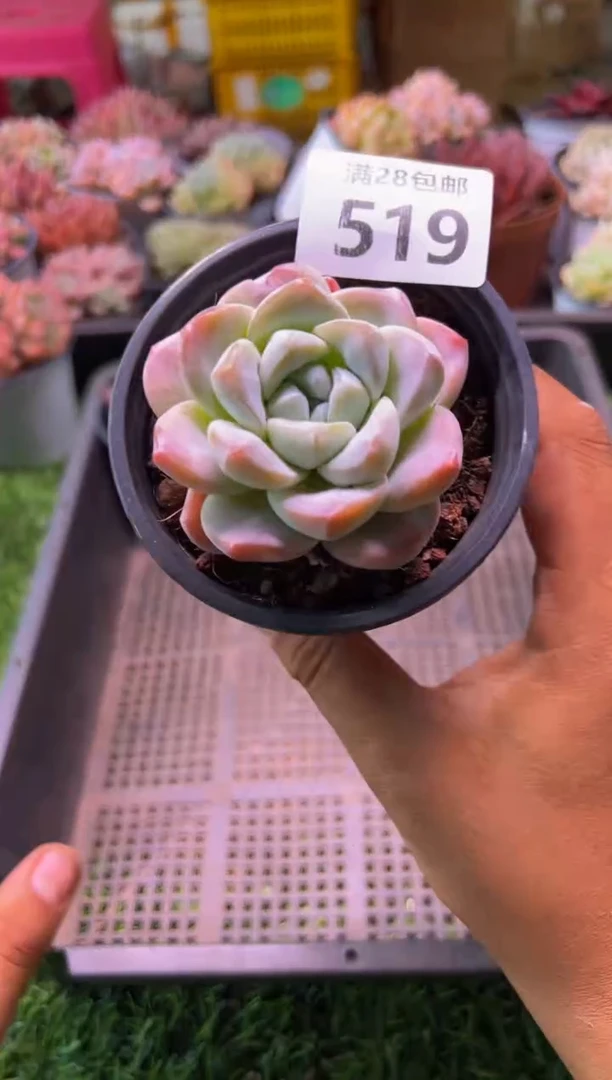 【闪购商品】多肉植物519