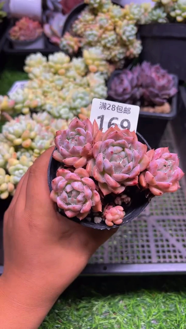 【闪购商品】多肉植物169