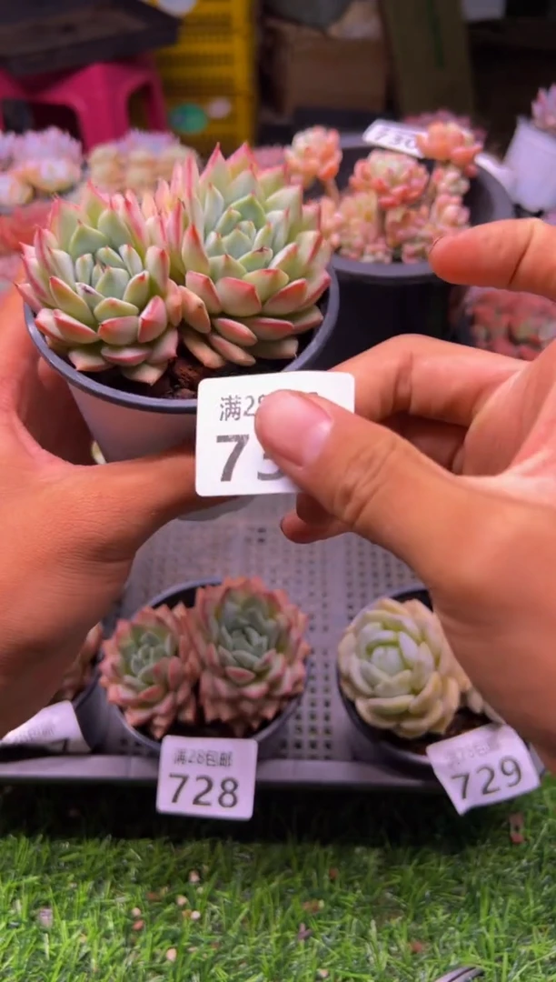 【闪购商品】多肉植物731