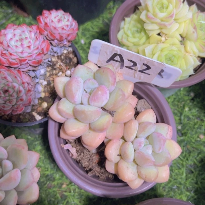 健健康康平平安安