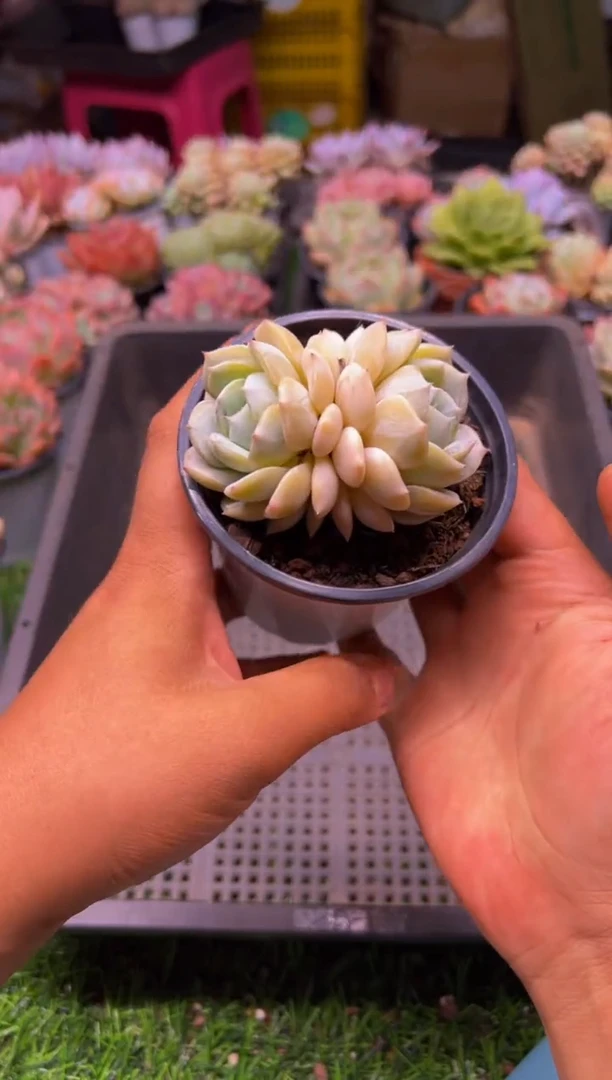 【闪购商品】多肉植物770