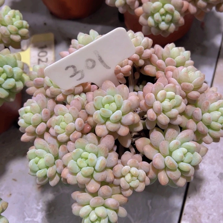 健健康康平平安安