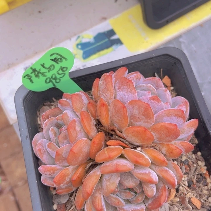 洛可可的故事是在这里