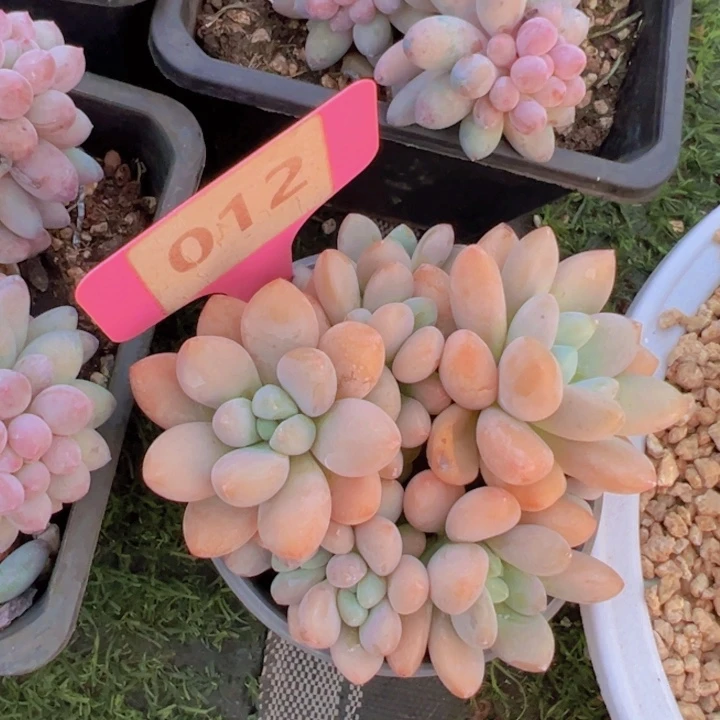 健健康康平平安安