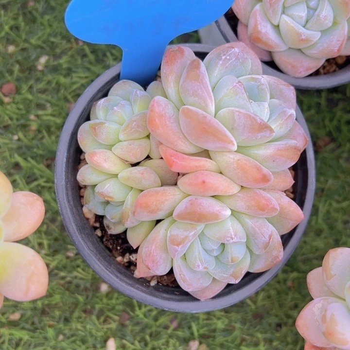 健健康康平平安安