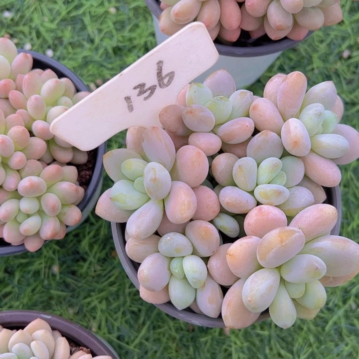 健健康康平平安安