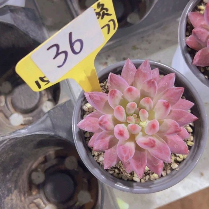 健健康康平平安安